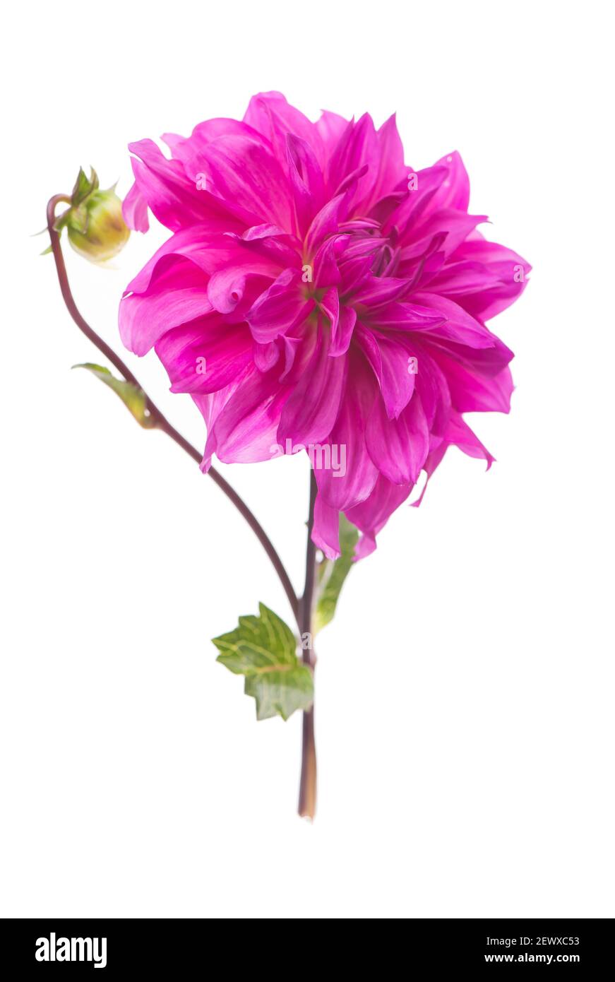 Rot, weiß, gelb Dahlia august bunten Hintergrund. Blick auf mehrfarbige Dahlia-Blumen. Schöne Dahlia Blumen auf grünem Hintergrund. Sommerblumen Stockfoto