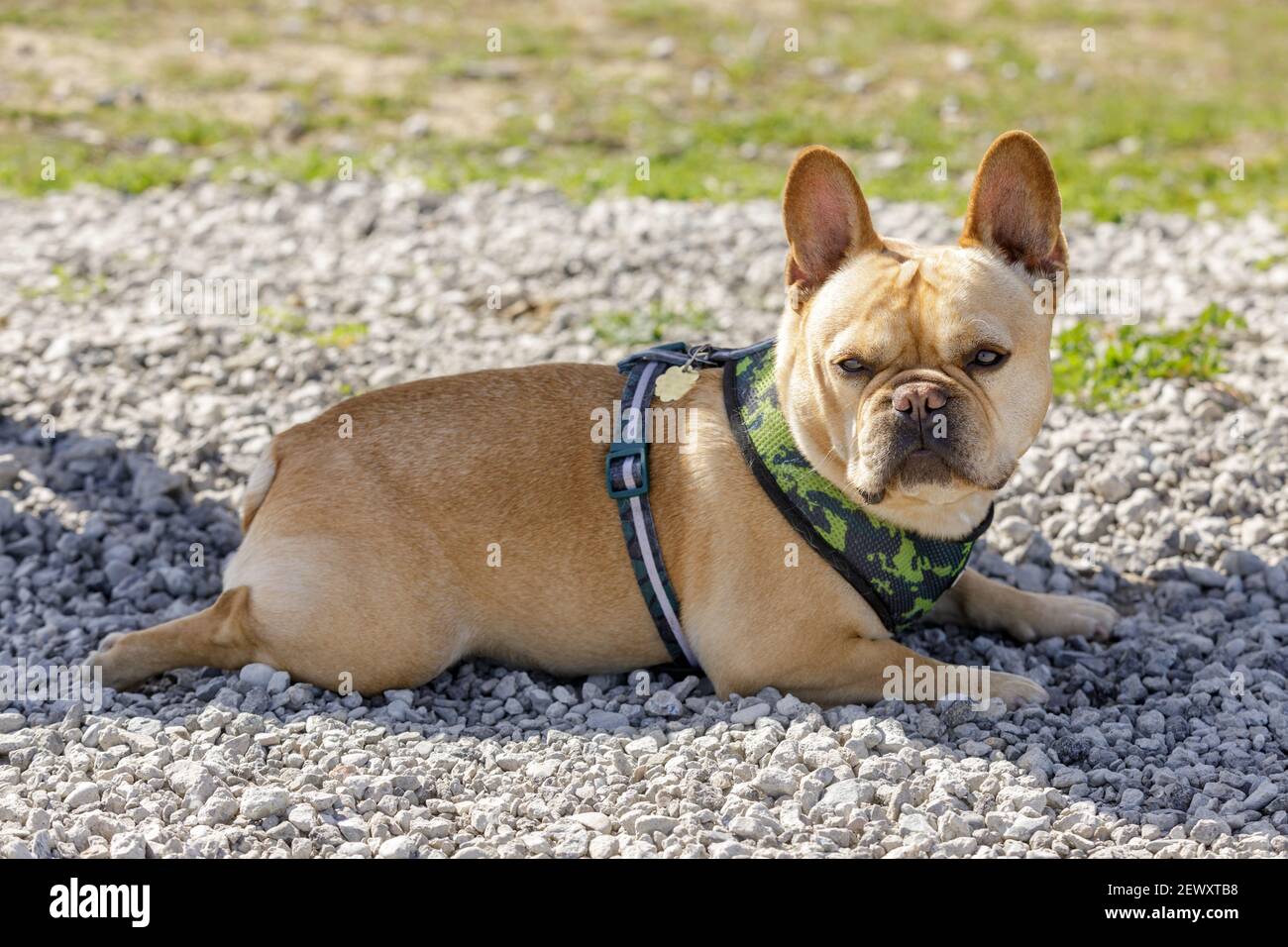 Junger Franzose männlich Ruhe im Schatten und Scannen der Umgebung. Stockfoto