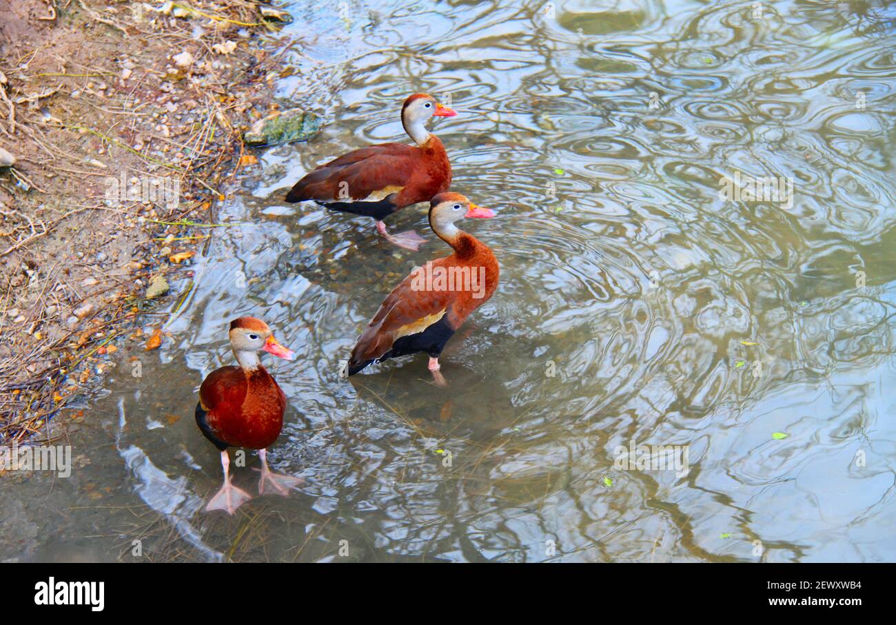 Pfeifende Enten im Wasser im South Padre Island Birding and Nature Centre. Stockfoto