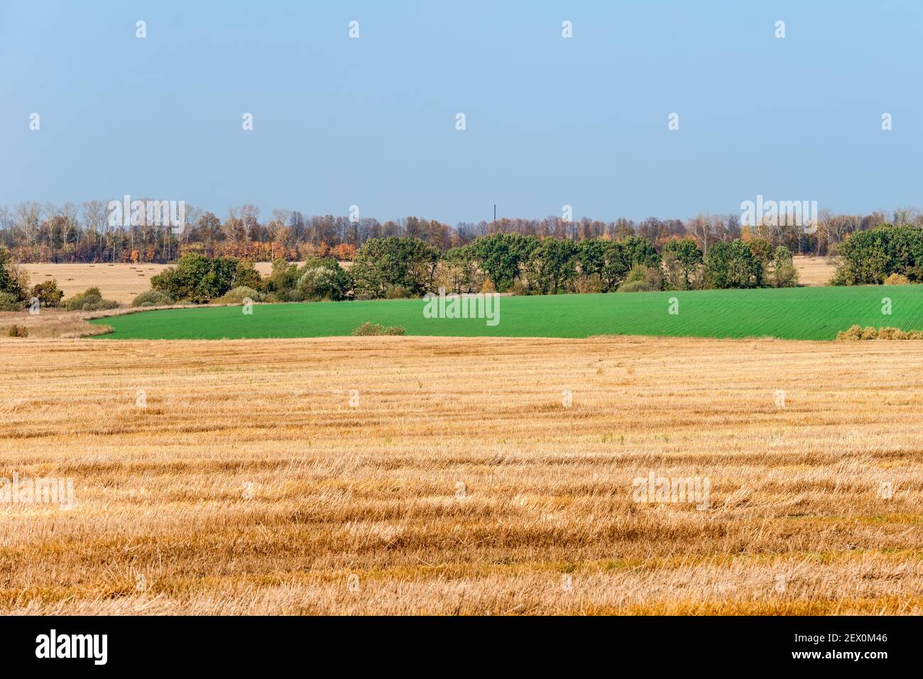 Feld mit gemähtem Gras zum Horizont verbindet sich mit einem grünen Feld von Winterkulturen, Herbsttag auf dem Feld Stockfoto