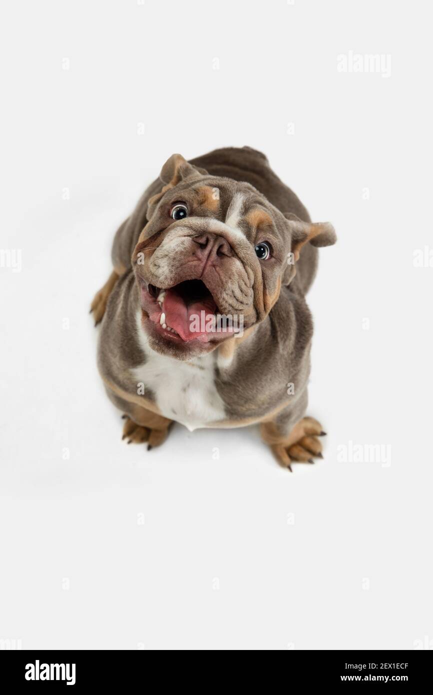 Nahaufnahme Porträt der amerikanischen Bulldogge isoliert auf weißem Hintergrund. Stockfoto