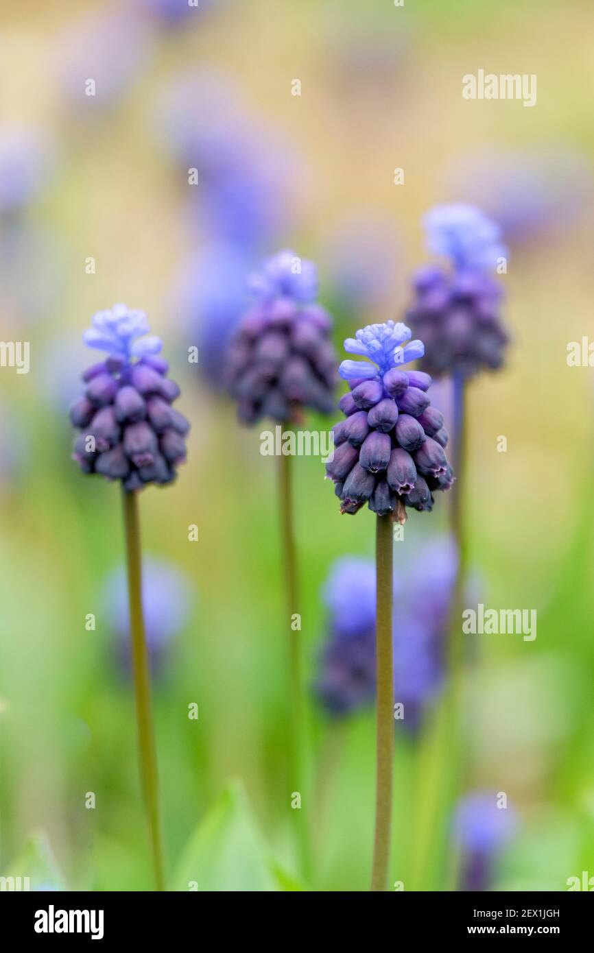 Zweifarbige Traubenhyazinthen, Muscari latifolium, blau-schwarze glockenförmige Blüten. Breitblättrige Traubenhyazinthe Stockfoto