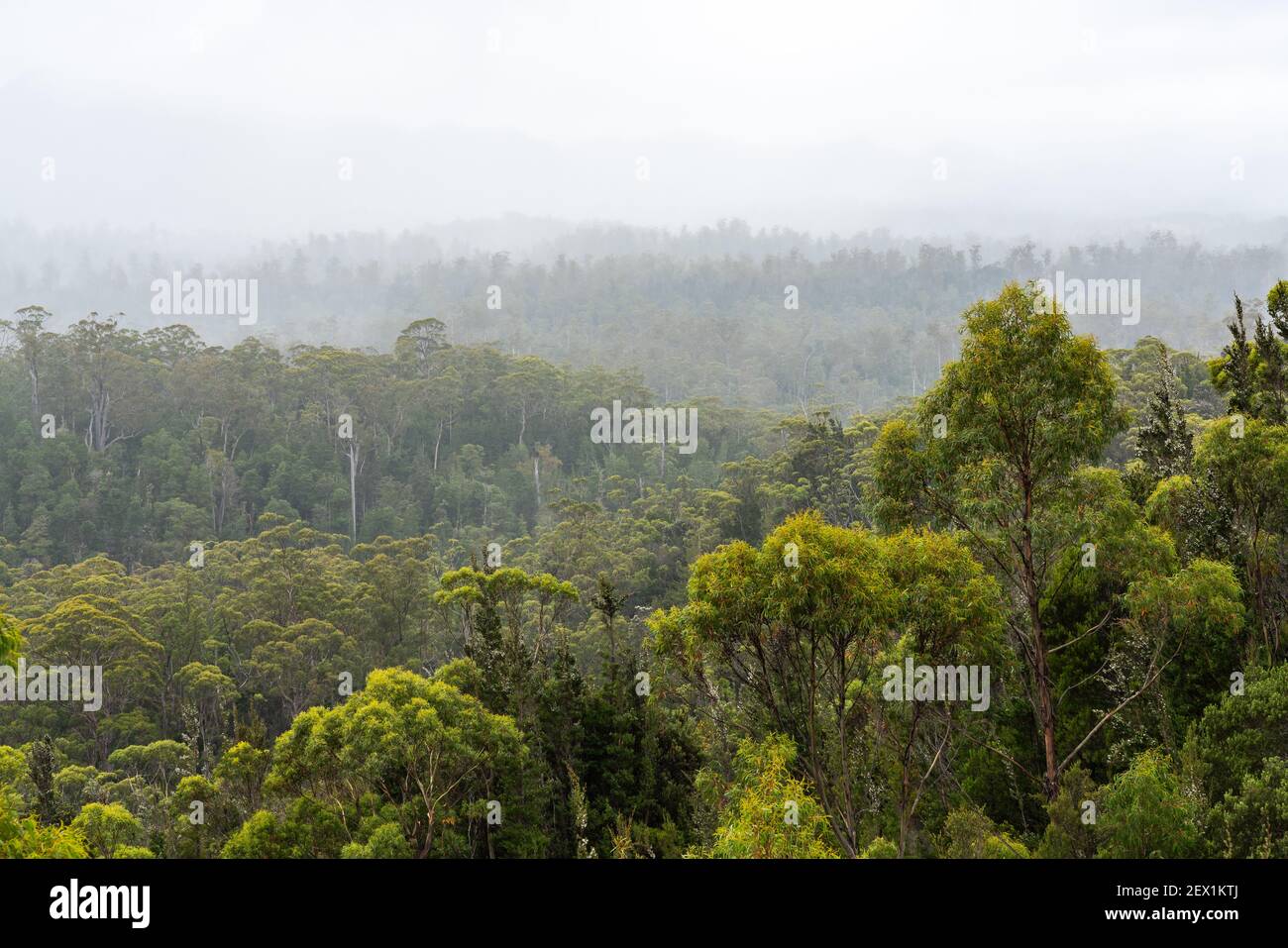 Die schöne Aussicht auf den Südwesttasmanischen Wald, Australien Stockfoto