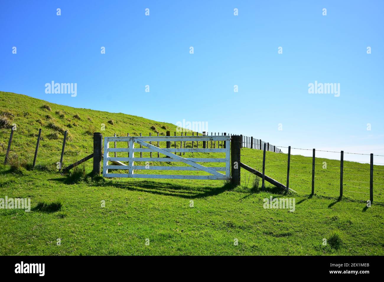 Dairy Farm Paddock mit frischem grünen Gras eingezäunt mit üblichen sieben Draht Zaun und Holz weiß lackiert Tor. Stockfoto