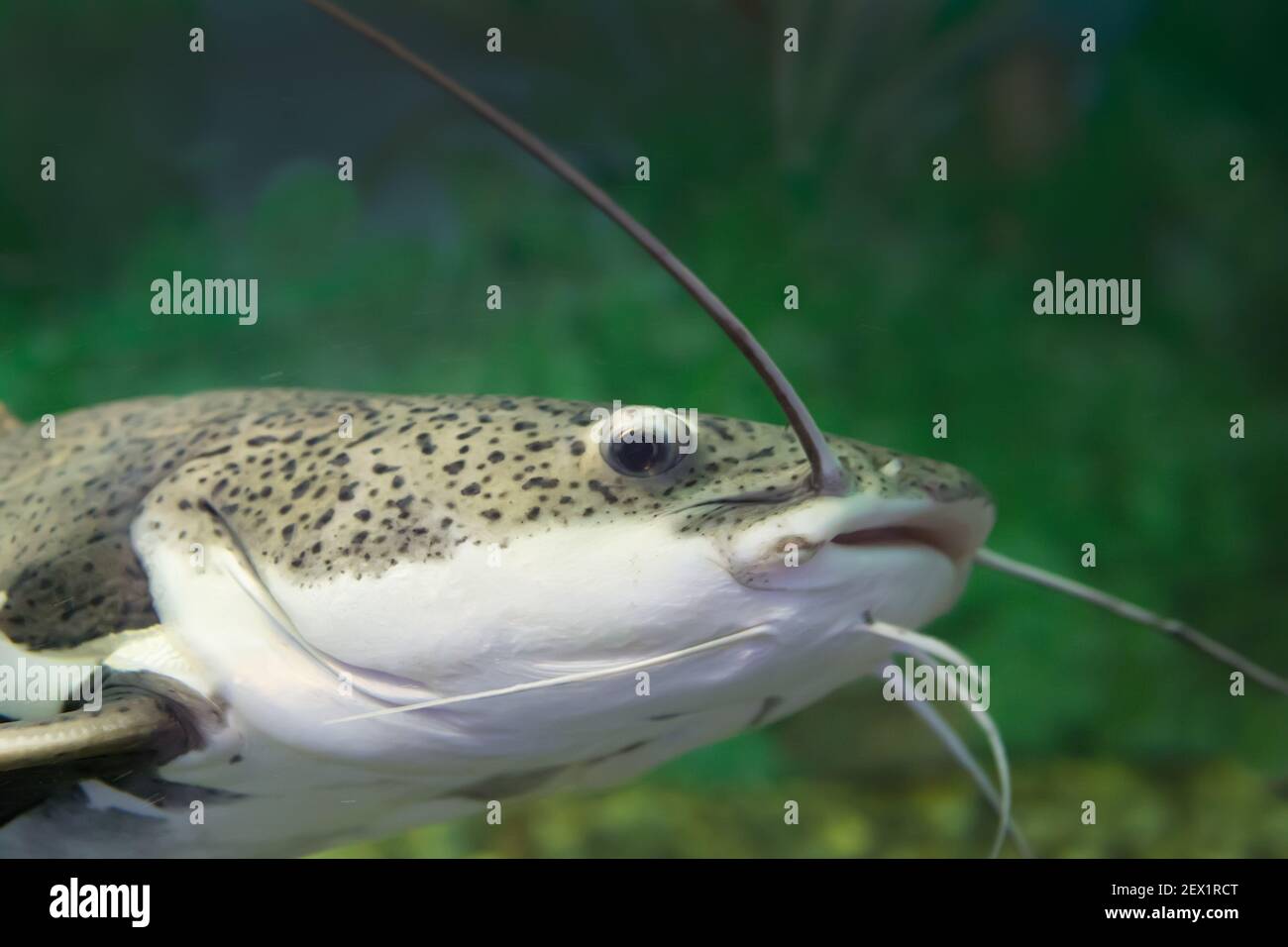 Süßwasser som im Wasser aus der Nähe Stockfoto