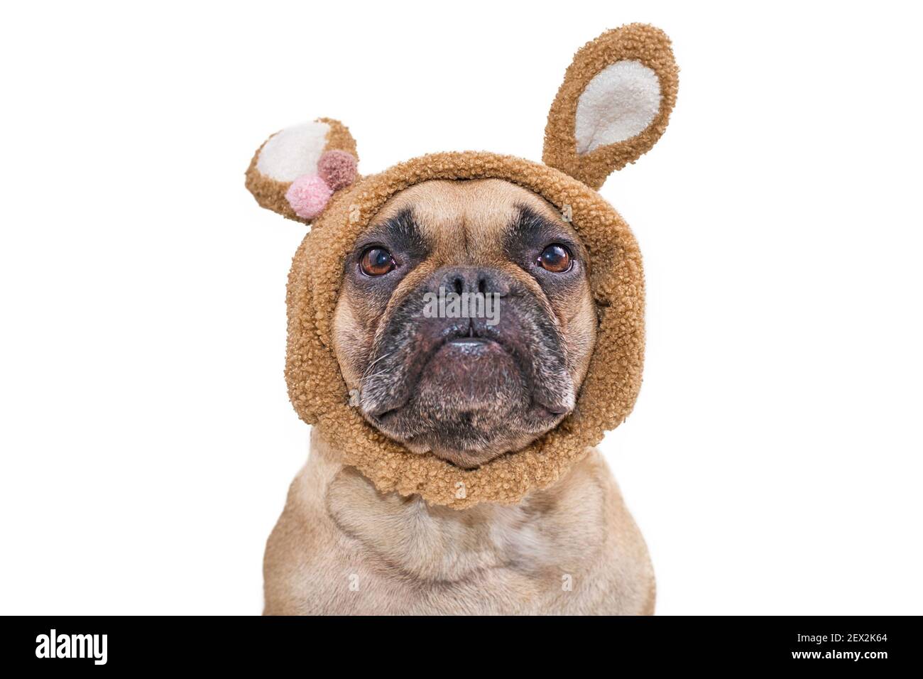 Kopf der Fawn Französisch Bulldogge Hund trägt Osterhase Kostüm Ohren Kopfband isoliert auf weißem Hintergrund Stockfoto
