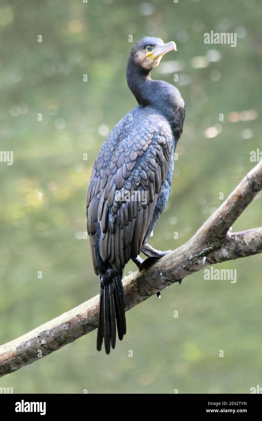 Kormoran Stockfoto