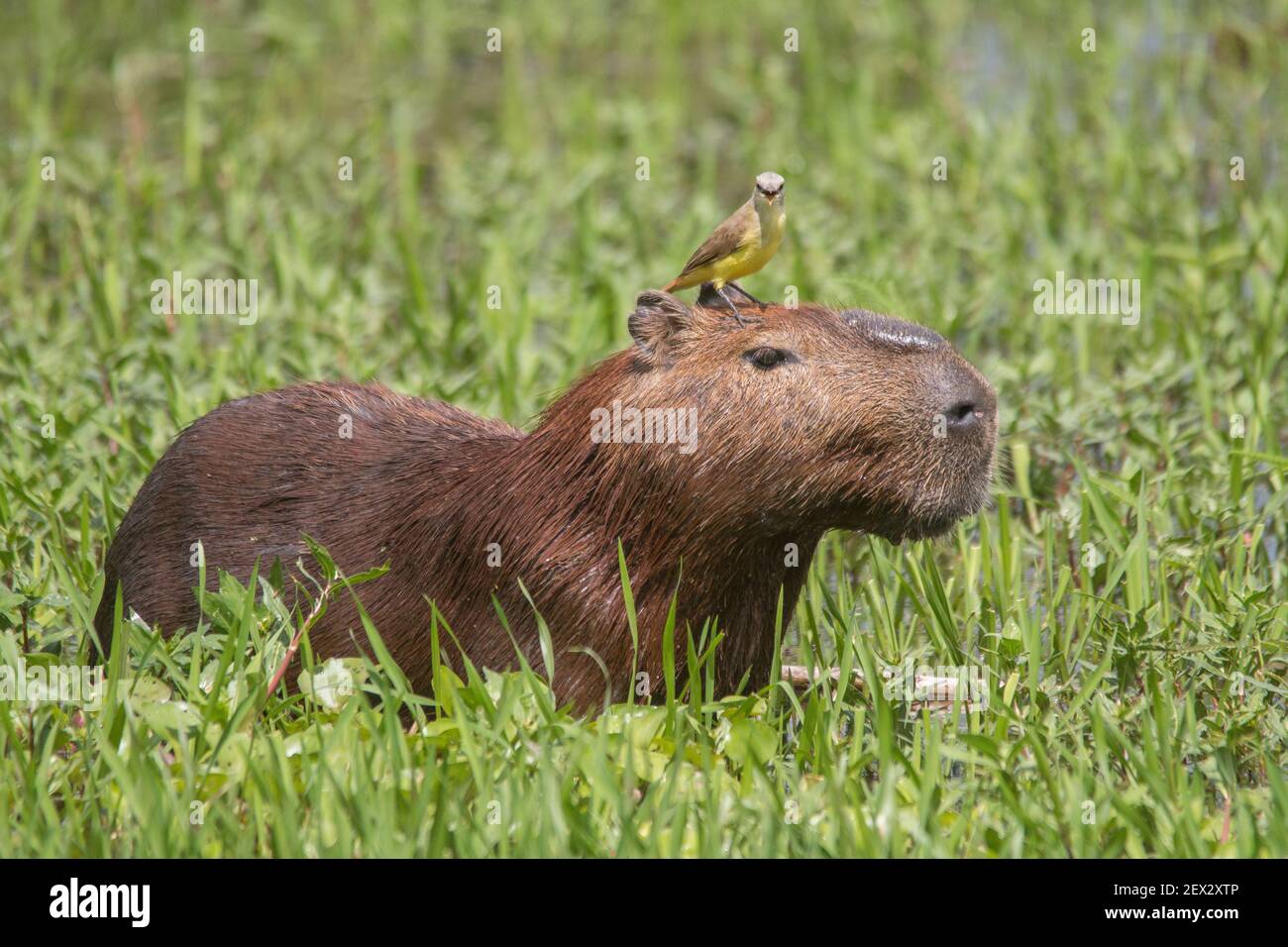 Eine Capybara geht durch das Gras und isst mit einem Vogel auf dem Kopf