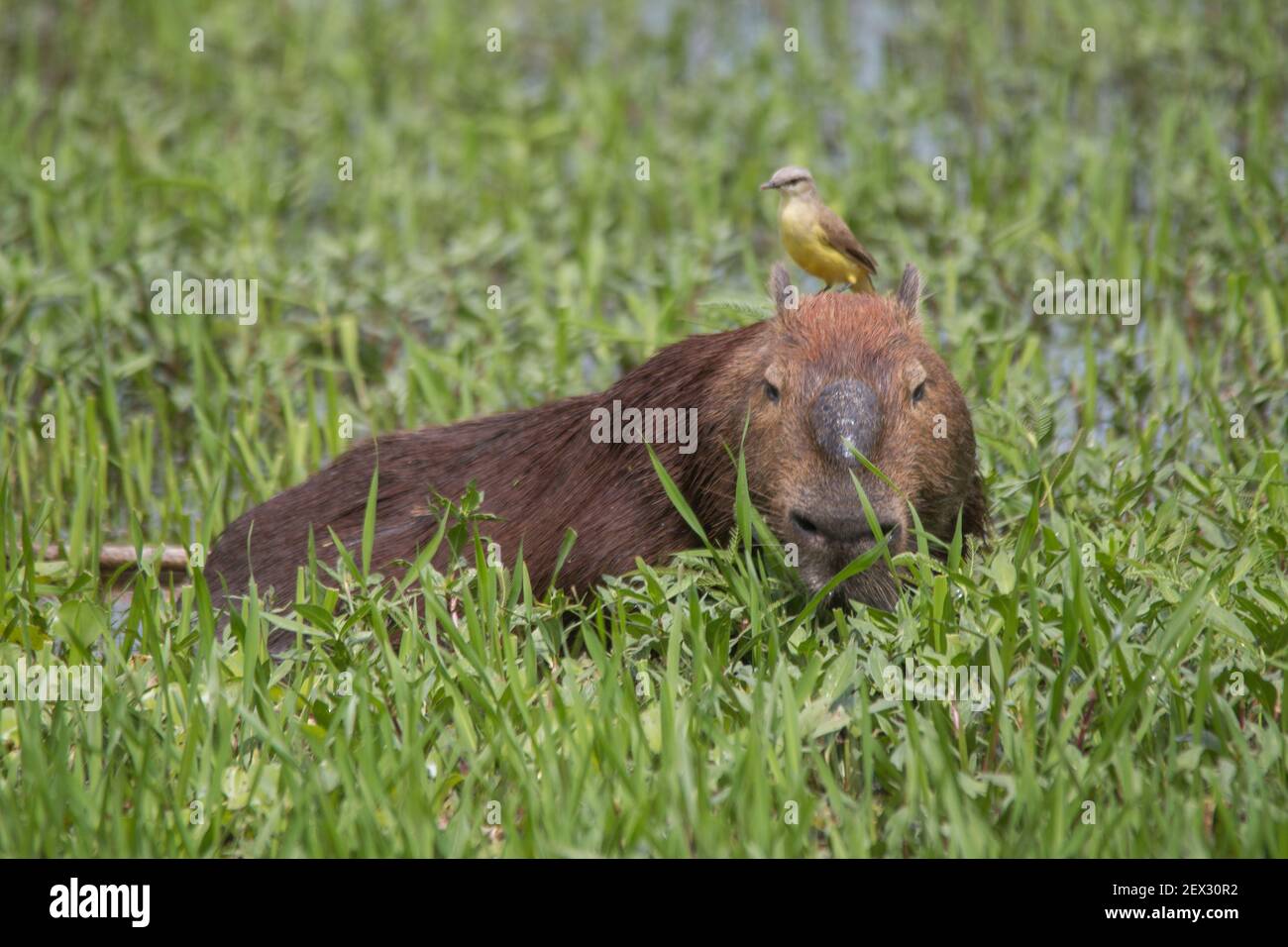 Vogel sitzt auf capybara Fotos und Bildmaterial in hoher Auflösung