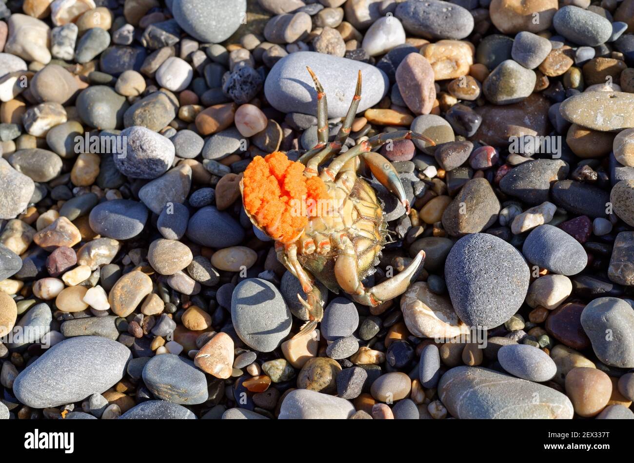 Nahaufnahme einer toten Krabbe mit Eiern A Stockfoto