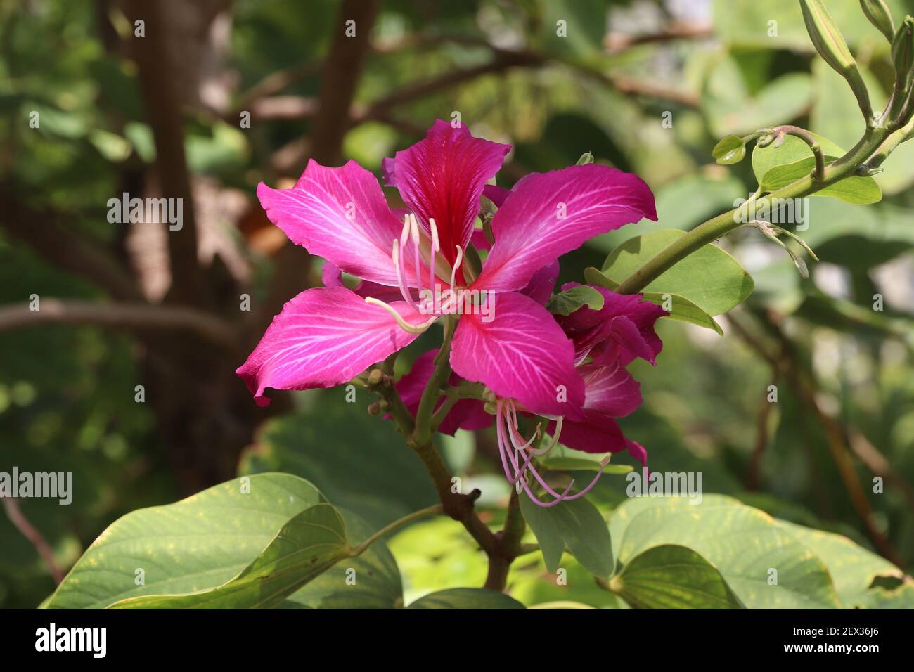 Bauhinia blakeana Pflanze. Hong Kong Orchideebaum Hybrid-Pflanzenarten. Zierpflanze in Kew Gardens, London. Stockfoto