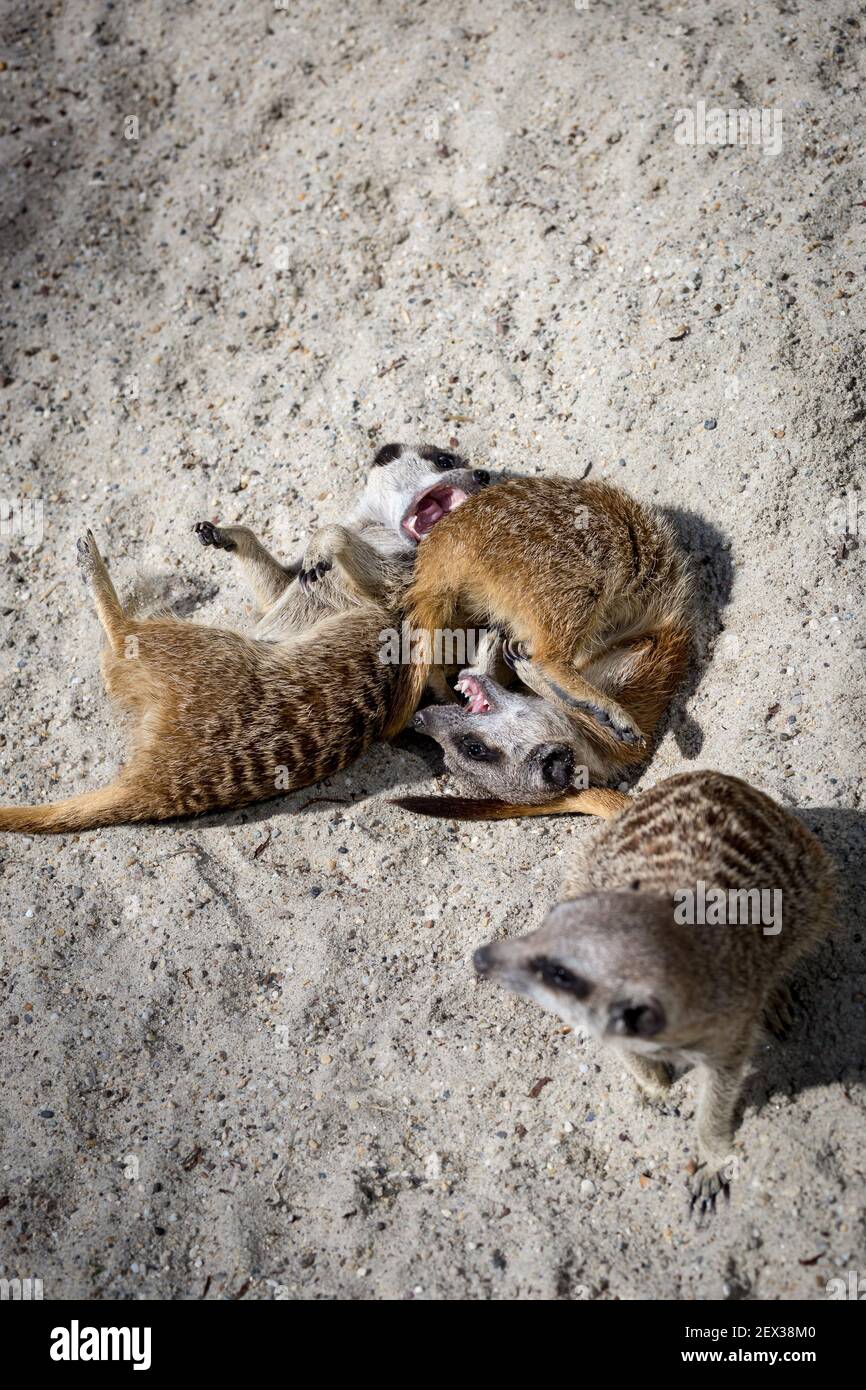 Zwei Erdmännchen (Suricata suricatta) Spielen kämpfen Miteinander. Stockfoto Zwei Erdmännchen (Suricata suricatta) Spielen kämpfen Miteinander. Stockfoto