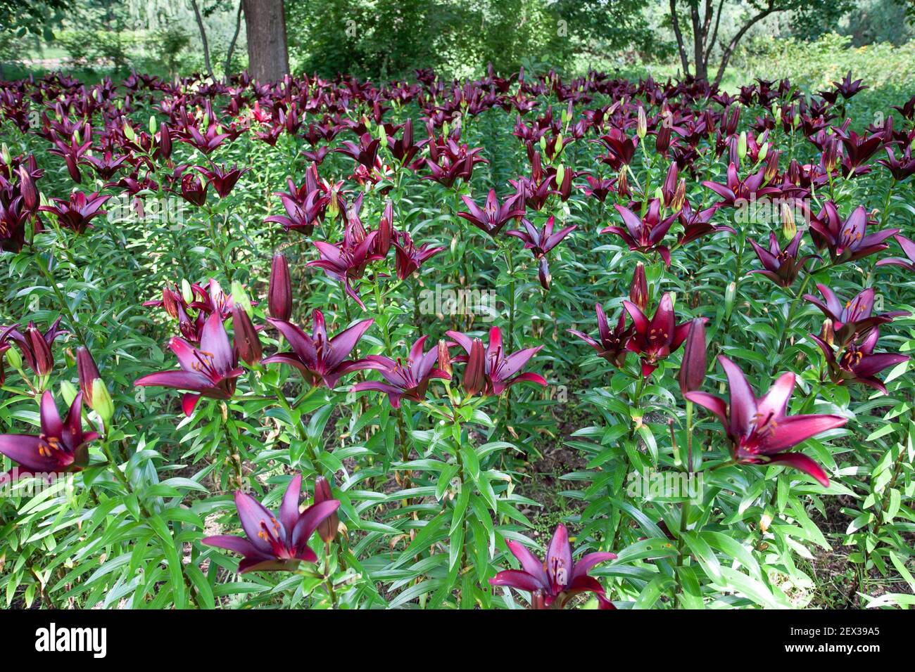 Feld von lila asiatischen Lilien. Stockfoto