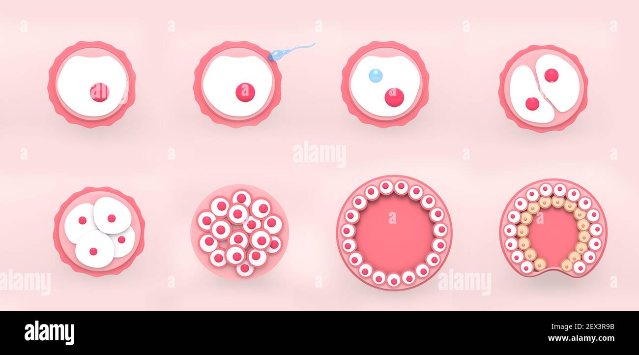 Die Stufen der Segmentierung einer befruchteten Eizelle. Entwicklung des menschlichen Embryos. 3D Darstellung medizinischer Illustration. Stockfoto