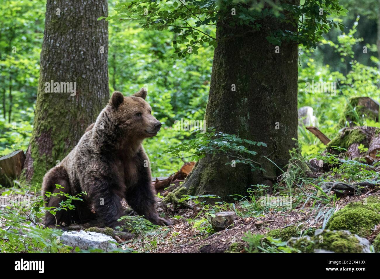 Eurasischer Braunbär (Ursus arctos arctos) sitzend, Slowenien Stockfoto