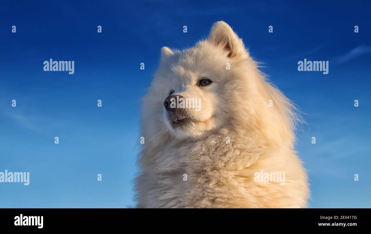 samoyed Hund Porträt gegen den blauen Himmel Stockfoto