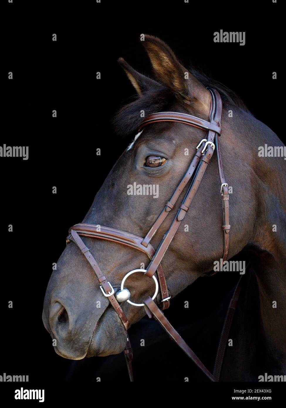 Ein Kopf eines schwarzen Pferd in einem trensenzaum. Stockfoto