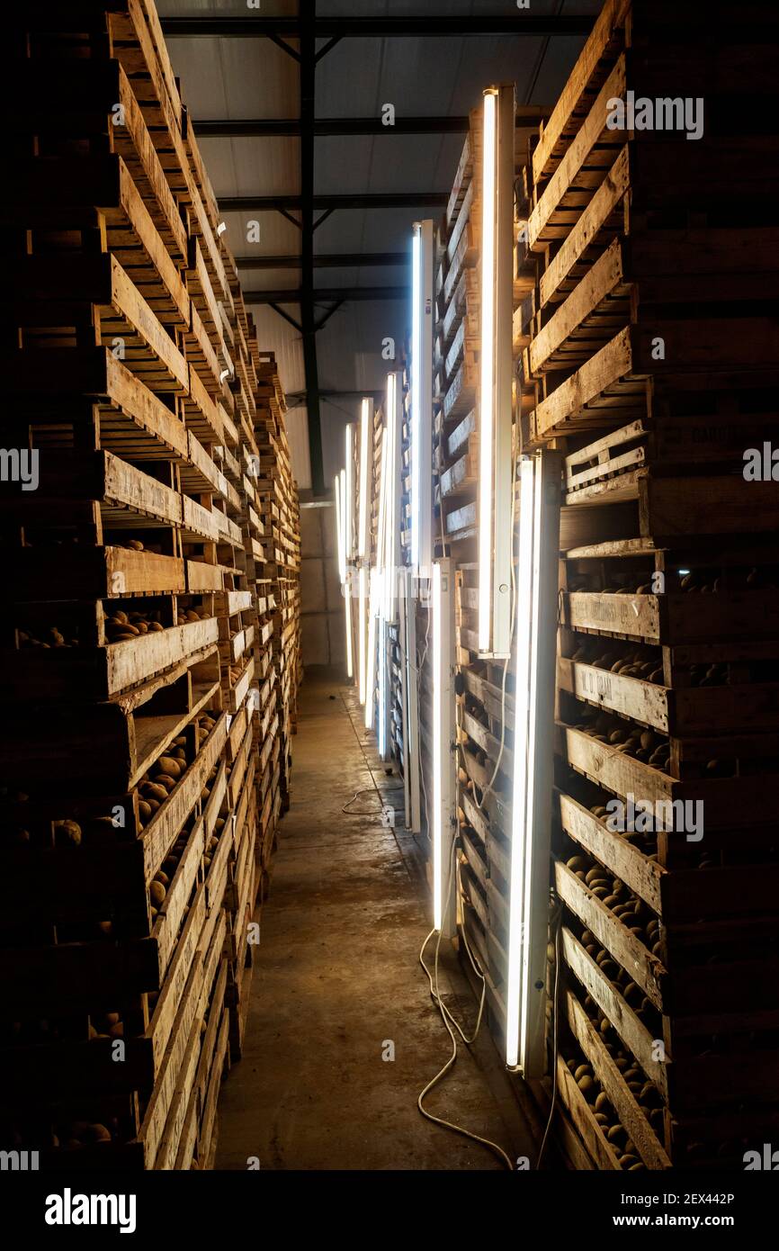 Saatkartoffeln unter künstlichem Licht gelagert Stockfoto
