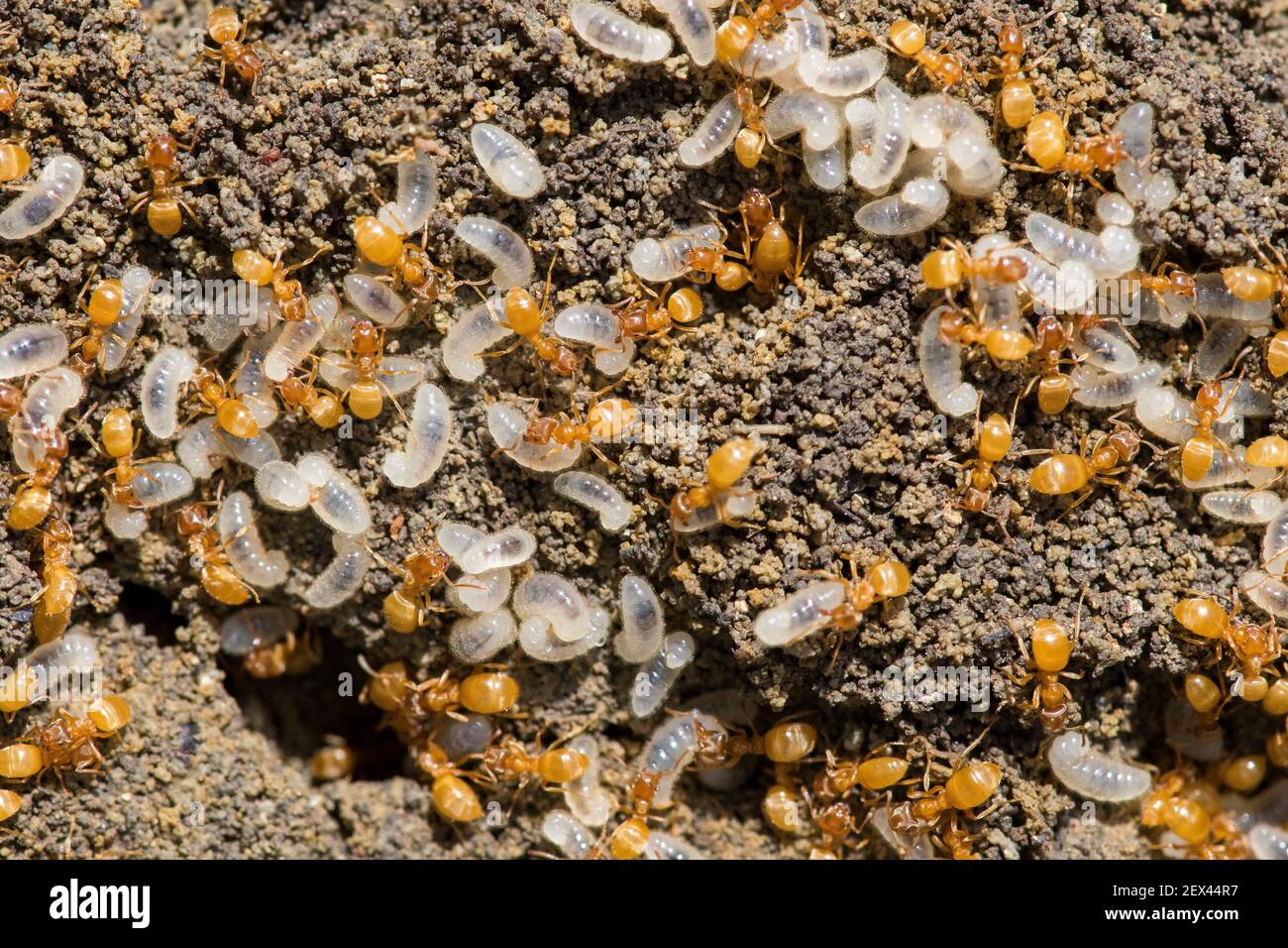 Gelbe Wiesenameise (Lasius flavus) und Larve unter einem Stein