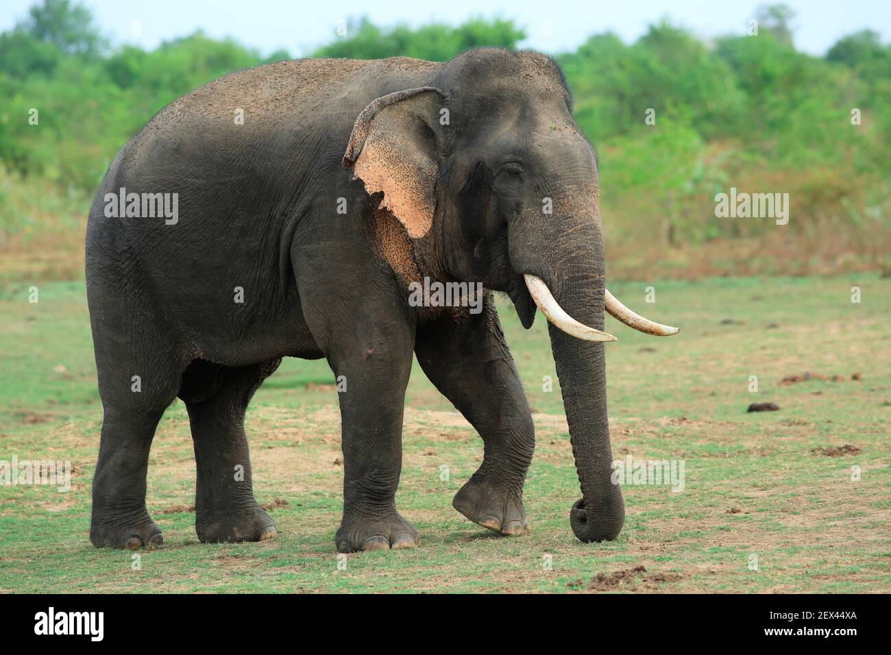 Asiatischer Elefant (Elephas maximus) Stier zu Fuß in einem Nationalpark in Sri Lanka Stockfoto