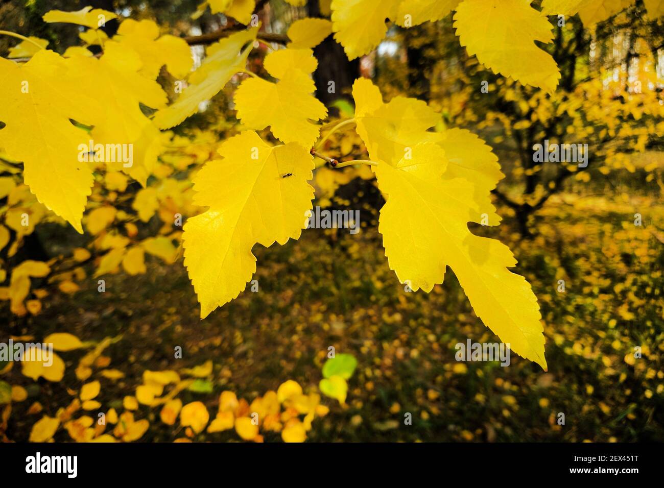 Herbst helle Blätter auf einem verschwommenen Hintergrund von gelben Bäumen. Stockfoto