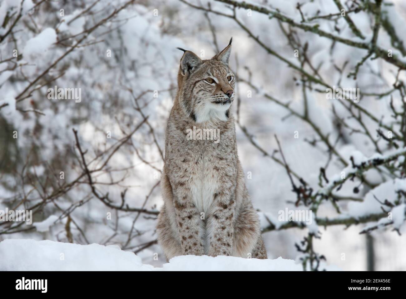 Nördlichen Luchs (Lynx Lynx Lynx), in Gefangenschaft, Highland Wildlife Park, Kingussie, Schottland, Vereinigtes Königreich Stockfoto