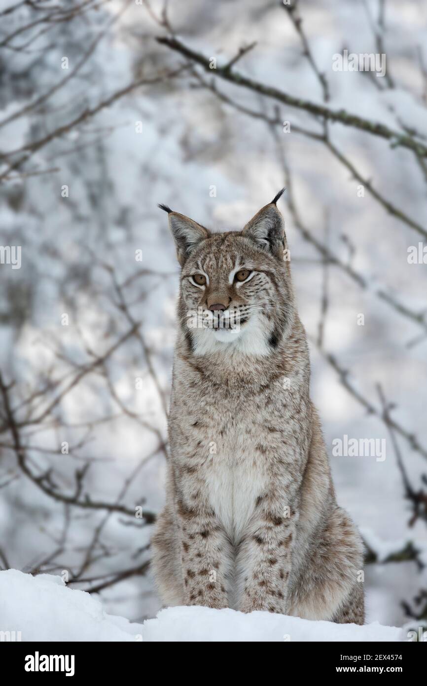 Nördlichen Luchs (Lynx Lynx Lynx), in Gefangenschaft, Highland Wildlife Park, Kingussie, Schottland, Vereinigtes Königreich Stockfoto