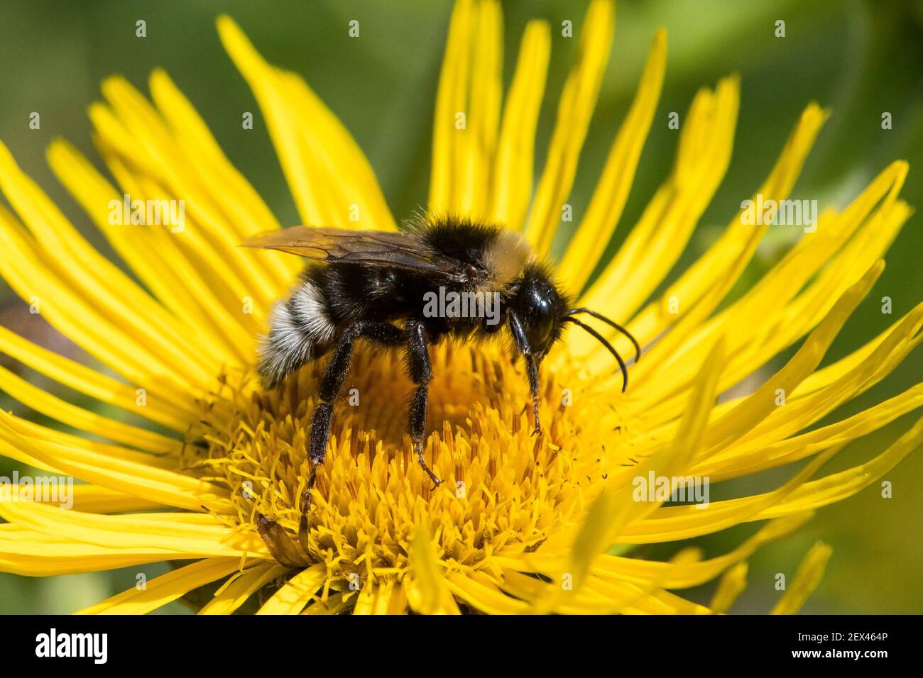 Waldkuckuckhummel (Bombus sylvestris) Bumblebee Parasit, auf Yellowhead Blume (Inula sp), Jardin des Plantes, Paris, Frankreich Stockfoto