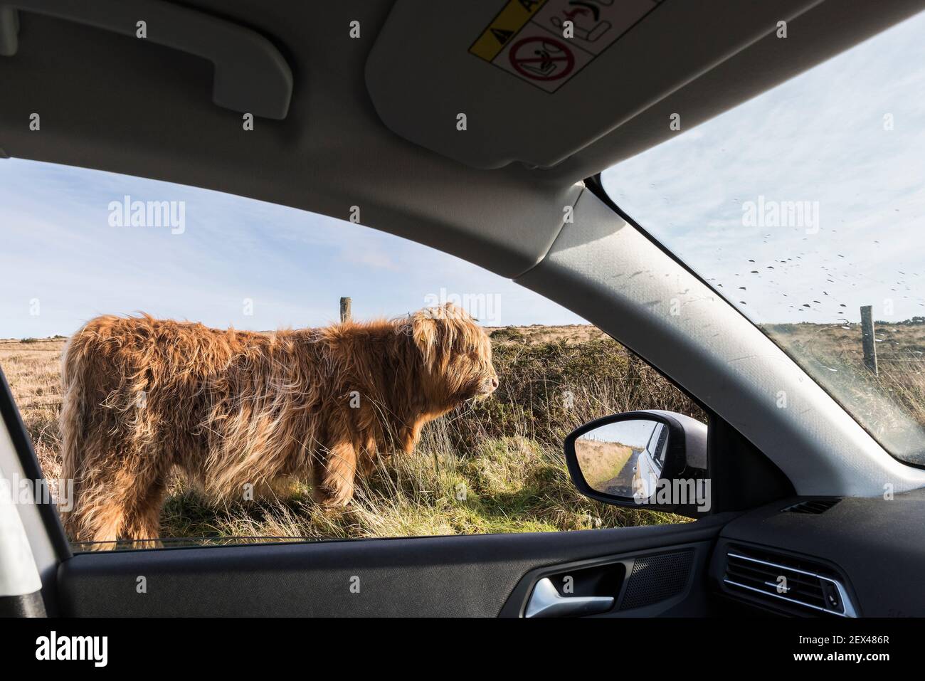 Ein Hochland-Rindskalb - Bos taurus taurus - von innen gesehen ein Auto auf Bodmin Moor in Cornwall. Stockfoto