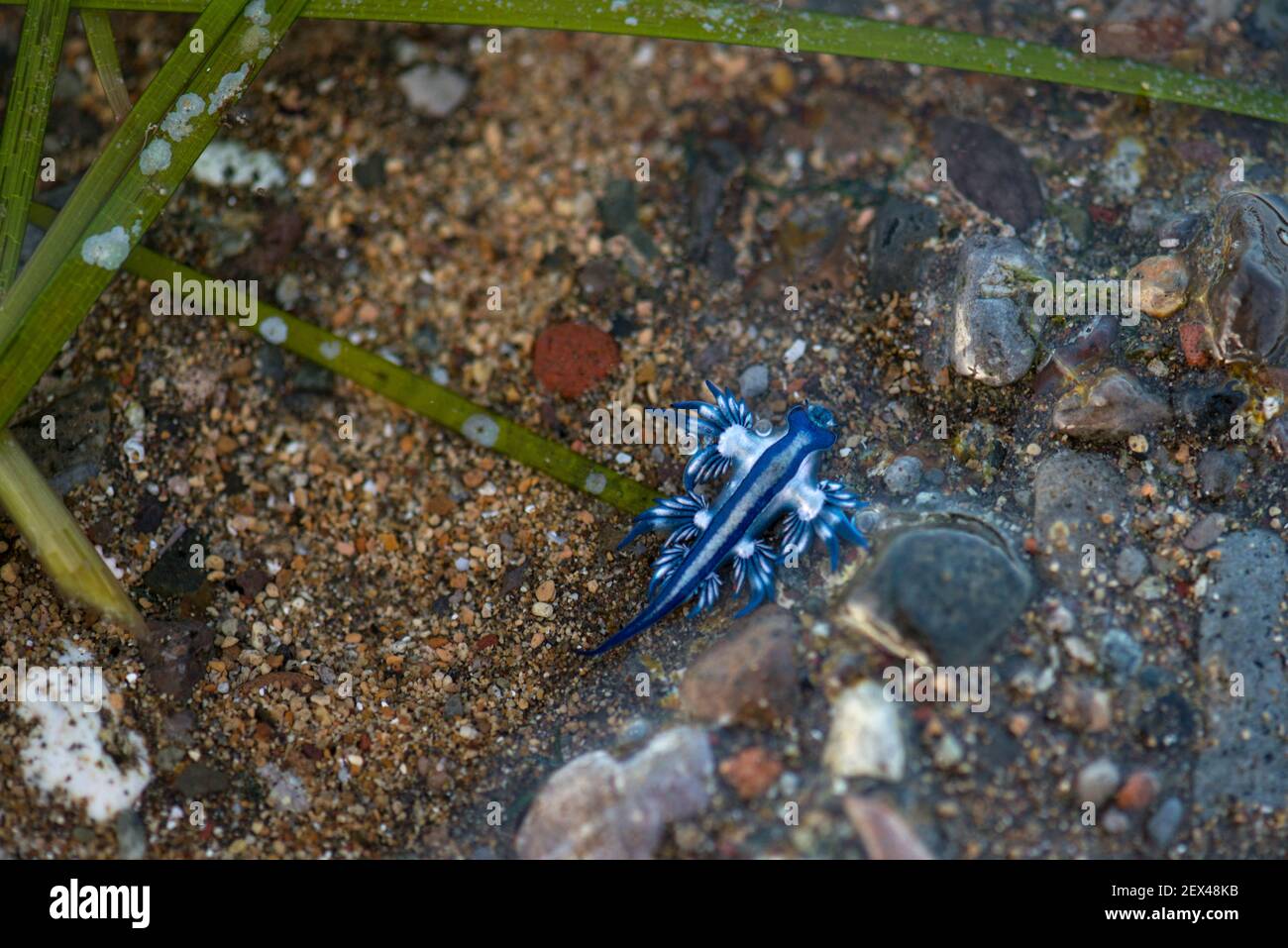 Glaucidae Stockfotos Und Bilder Kaufen Alamy