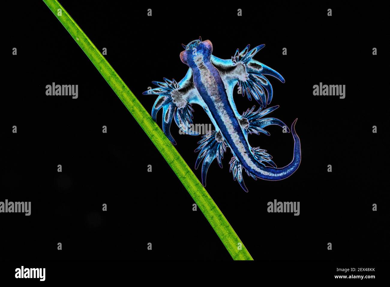 Glaucidae Stockfotos Und Bilder Kaufen Alamy