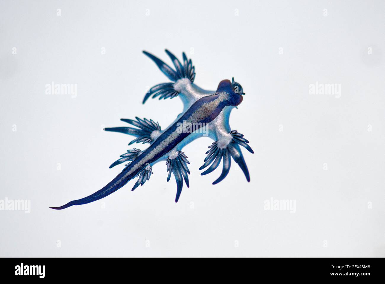 Glaucidae Stockfotos Und Bilder Kaufen Alamy