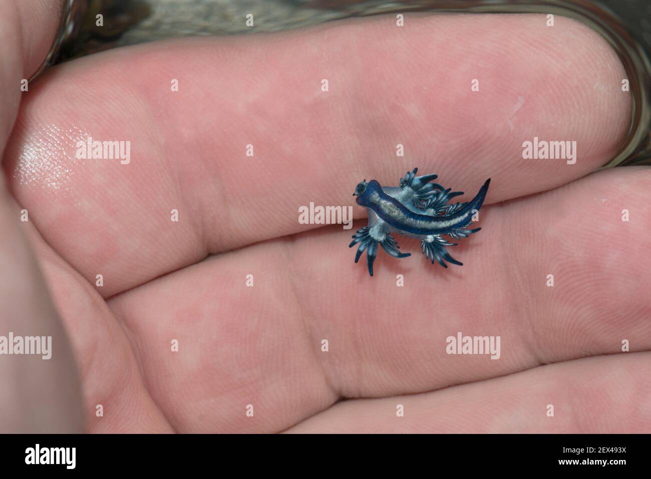 Blauer Glaucus Glaucus Atlanticus Stockfotos Und Bilder Kaufen Alamy