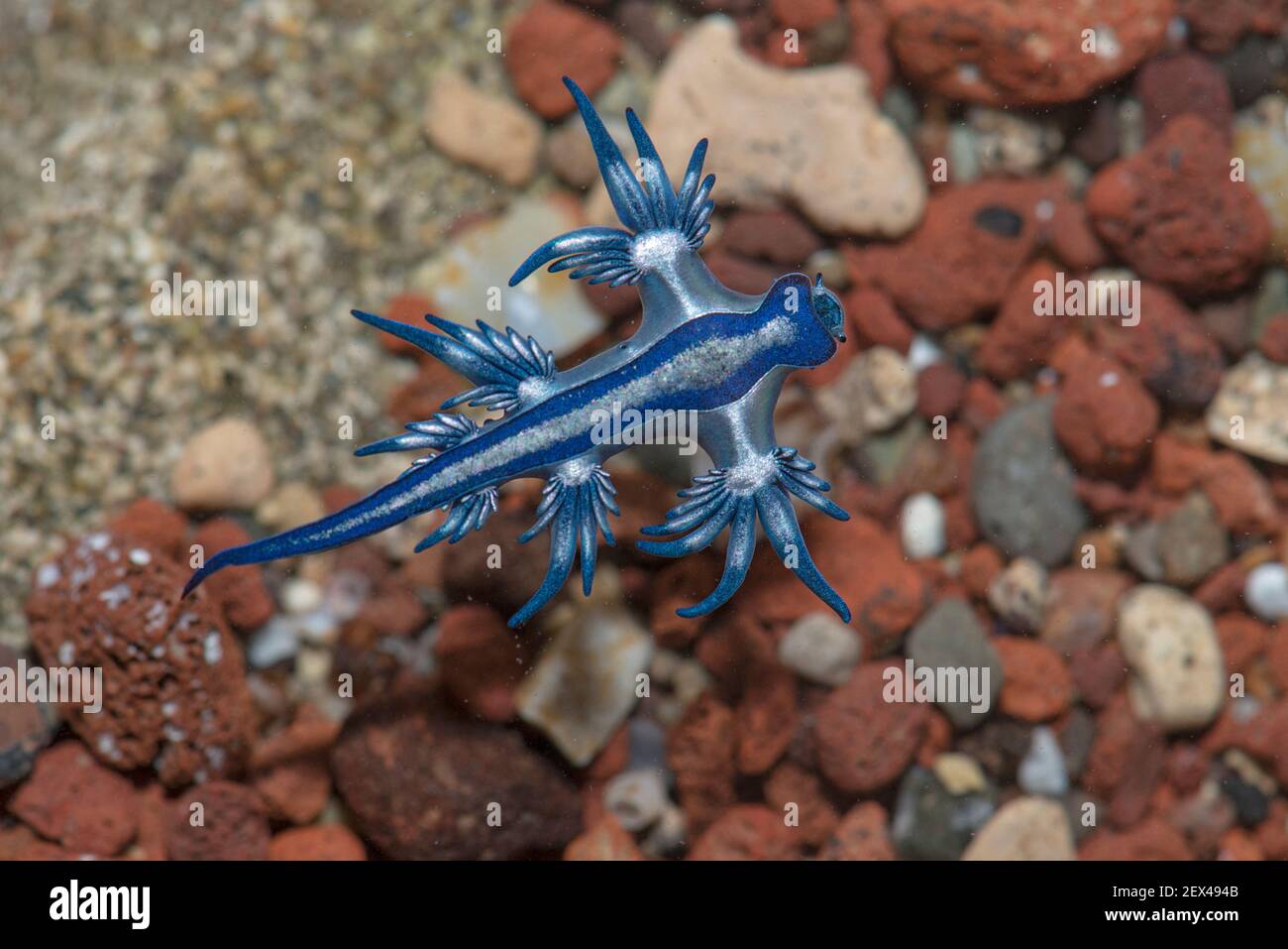 Glaucidae Stockfotos Und Bilder Kaufen Alamy
