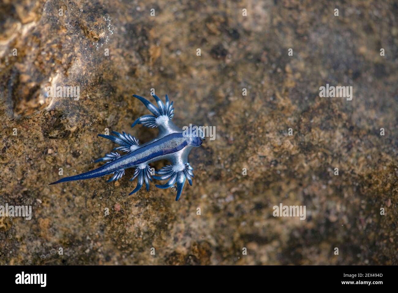 Glaucidae Stockfotos Und Bilder Kaufen Alamy