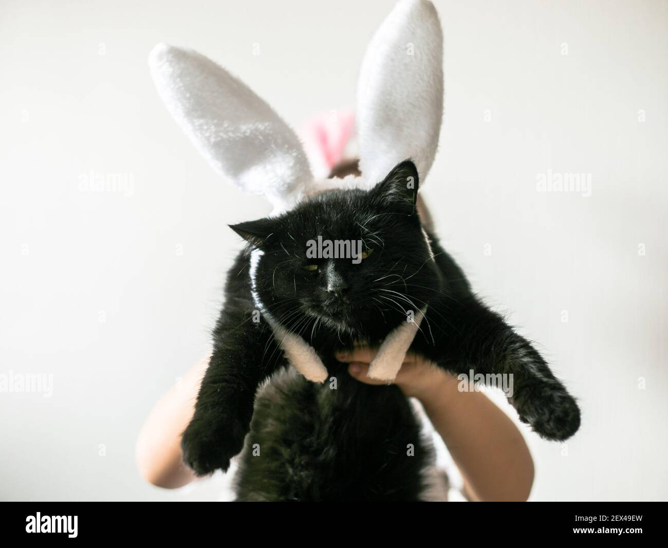 Katze Mit Osterhasen Kostüm Stockfotos und -bilder Kaufen - Alamy
