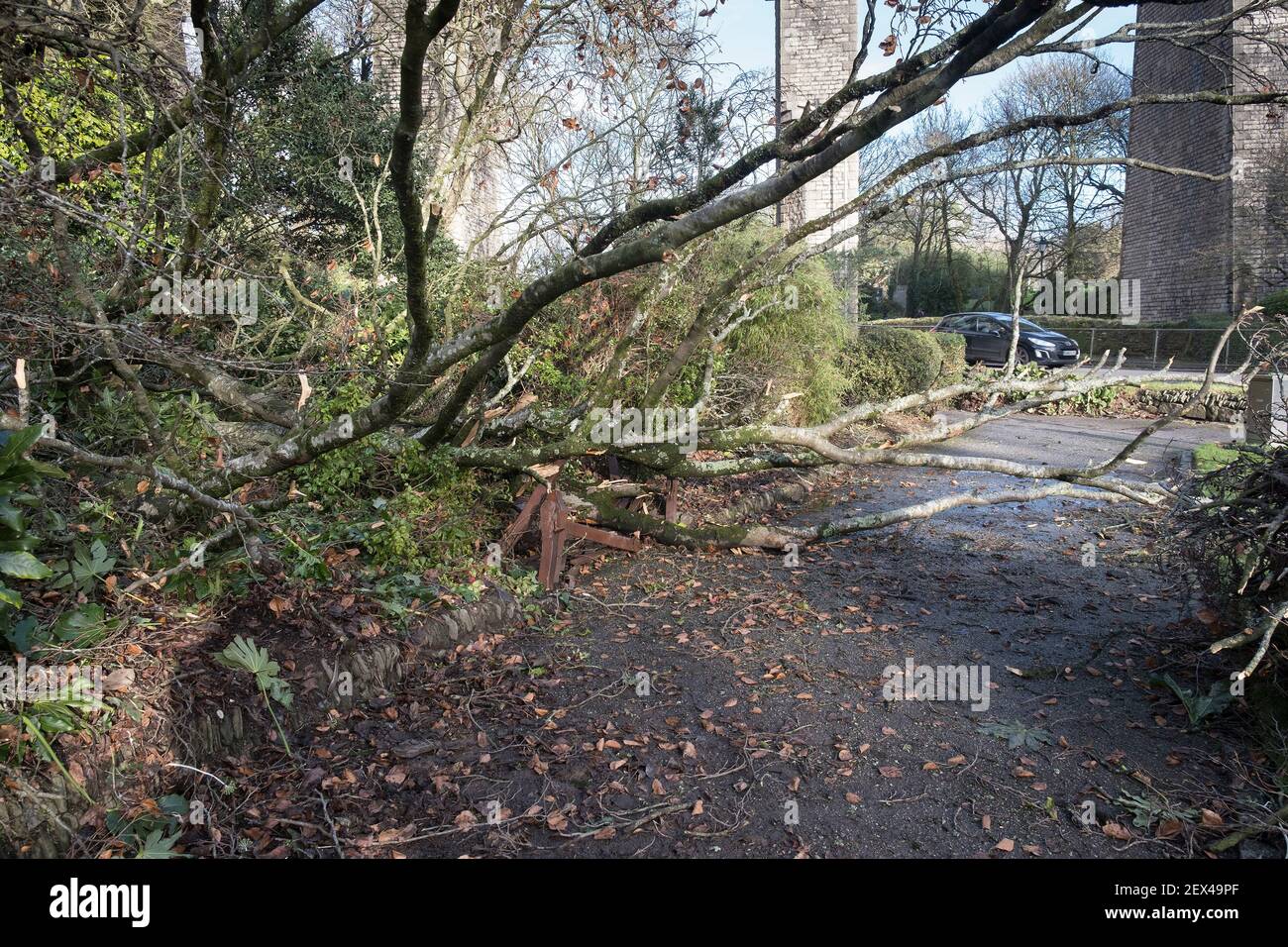 Eine Holzbank, die von einem umgestürzten Baum zerschlagen wurde, der vom Sturm Bella in Newquay in Cornwall niedergebracht wurde. Stockfoto
