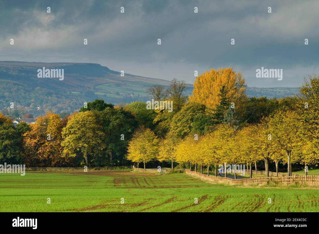 Landschaftlich reizvolle Herbstlandschaft (Ackerland, bunte Blätter, Bäume an der Gasse, Hügel, Hügel, Hügel, Ilkley Moor) - North Yorkshire, England, Vereinigtes Königreich. Stockfoto