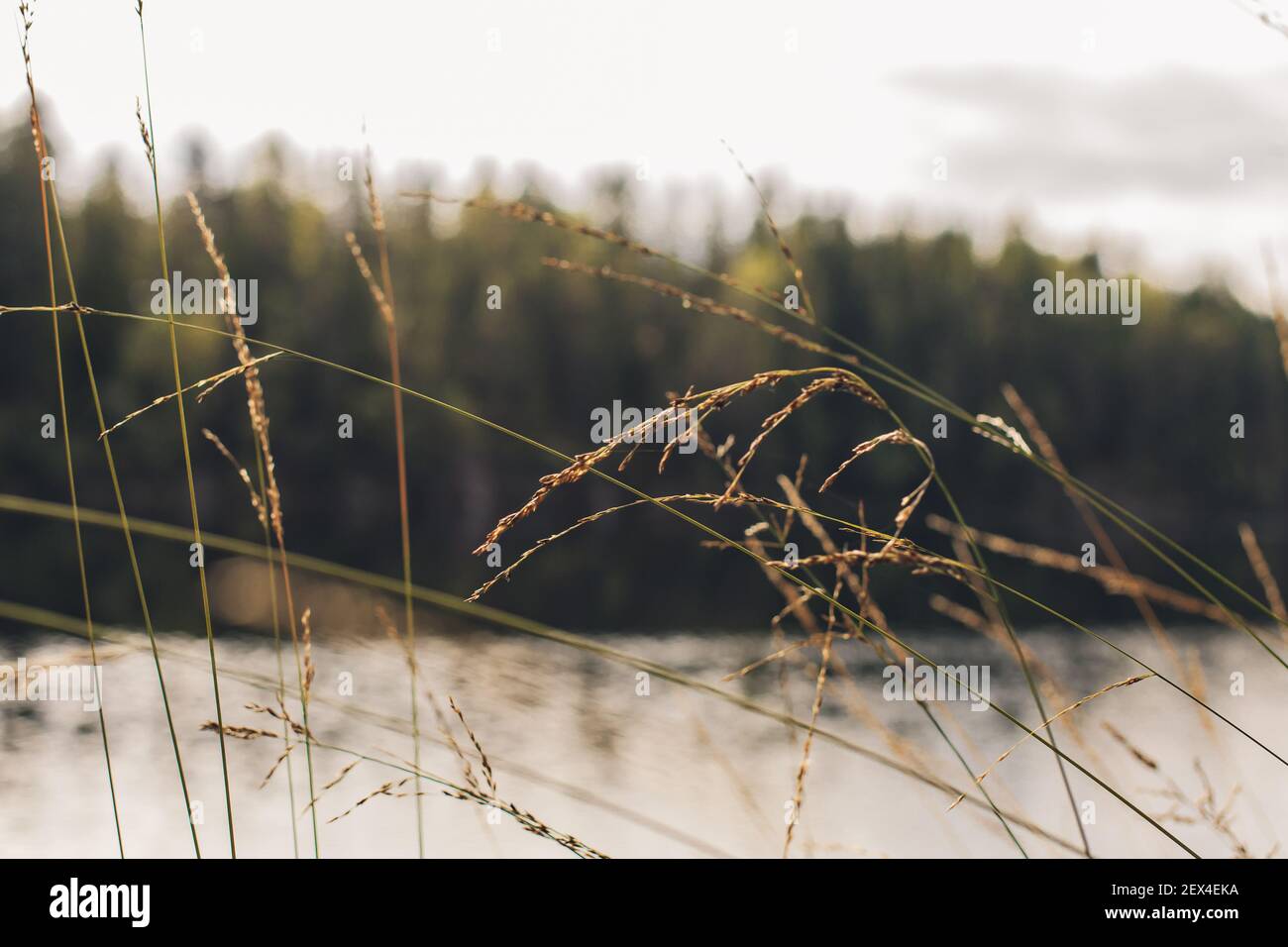 Grashalme mit See und Wald im Hintergrund. Nahaufnahme Stockfoto