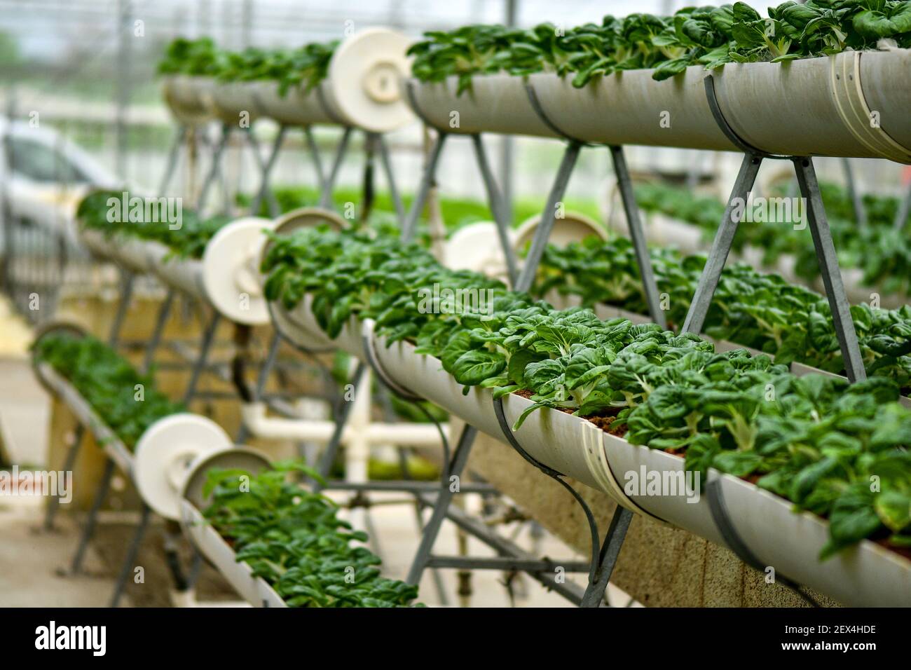 Verticale Landwirtschaft für Milchkohl Versorgung lokalen Markt. Stockfoto