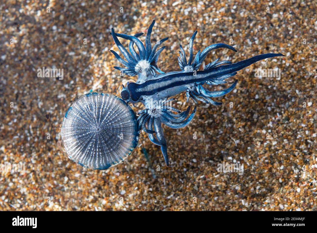 BLAUER DRACHE (Glaucus atlanticus). Kleine Schnecke, die nur etwa 2 cm  misst und in der Regel mit dem portugiesischen Kriegsmann (Physalia physial  Stockfotografie - Alamy