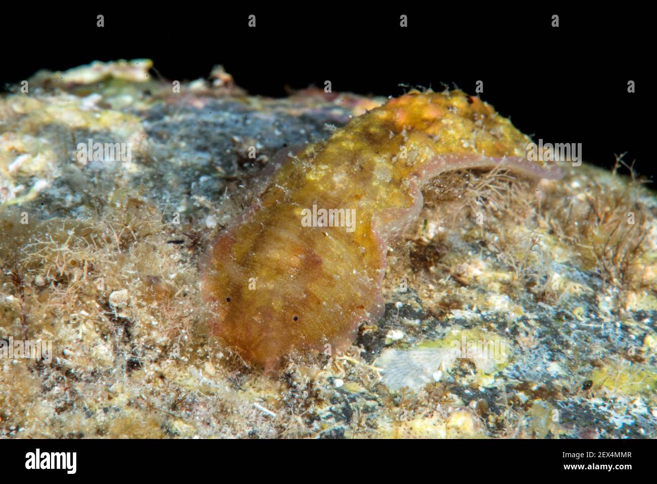 Warty seahare (Dolabrifera dolabrifera), Gastropod mollusk der aplysia