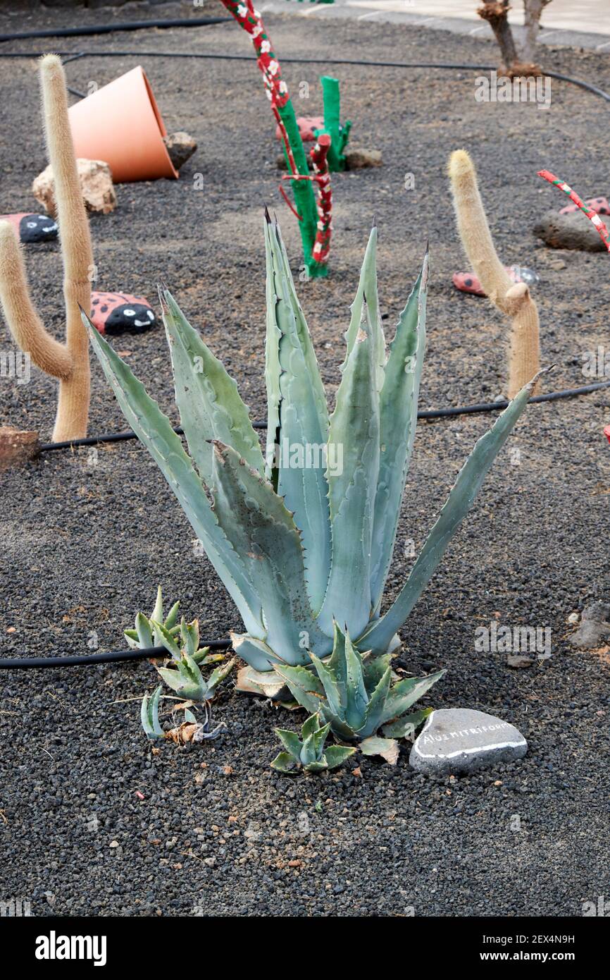 Aloe Mitriformis oder Aloe Vera Pflanze wchst in einem Kaktus Garten in  vulkanischen Steinen auf Lanzarote Kanarische Inseln Spanien  Stockfotografie - Alamy