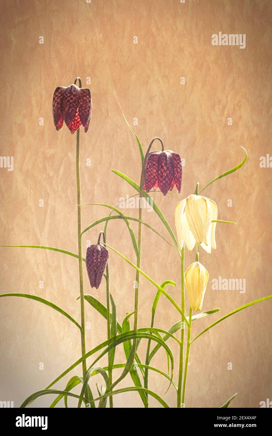 Schlange den Kopf Fritillaria Stockfoto