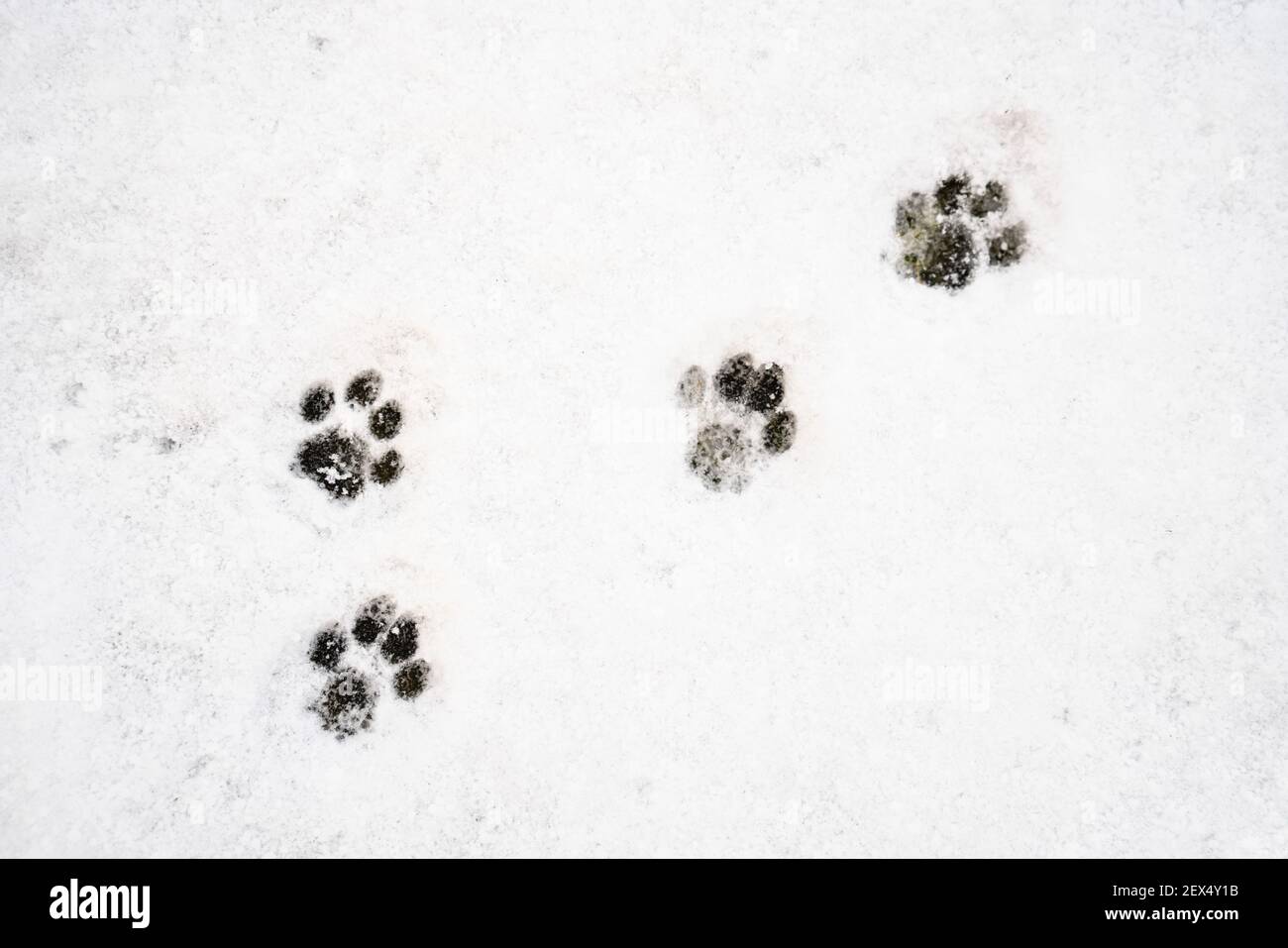 Cat Spuren im Schnee Stockfoto