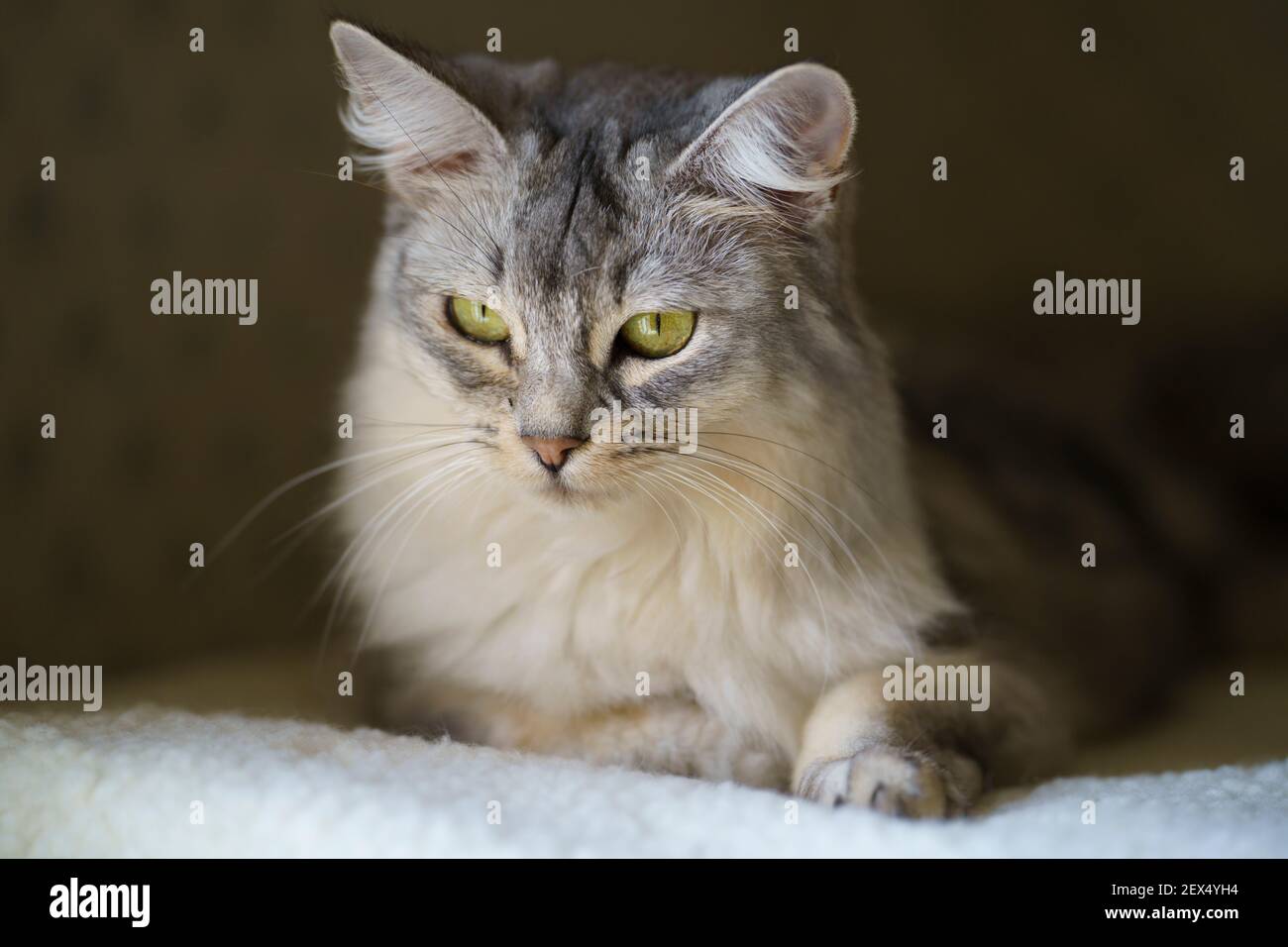 Weibliche Somali Katze Alter 5 Jahre Stockfoto
