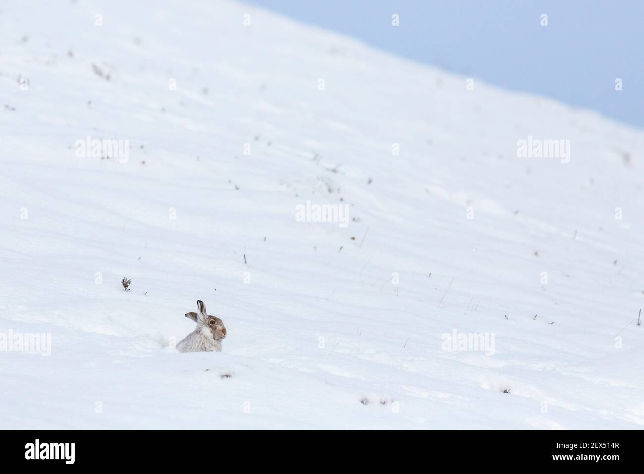 Schneehase (Lepus Timidus) im Winter Schnee, Schottisches Hochland, Schottland, UK Stockfoto