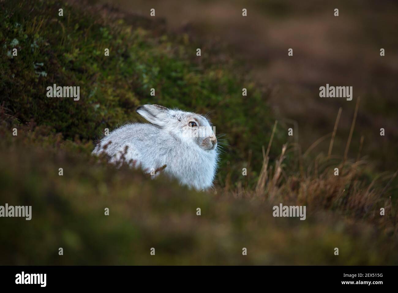 Schneehase (Lepus Timidus) im Winter Mantel, Schottisches Hochland, Schottland, UK Stockfoto