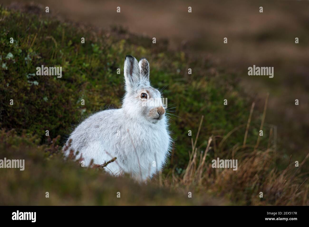 Schneehase (Lepus Timidus) im Wintermantel, Schottisches Hochland, Schottland, UK, Stockfoto