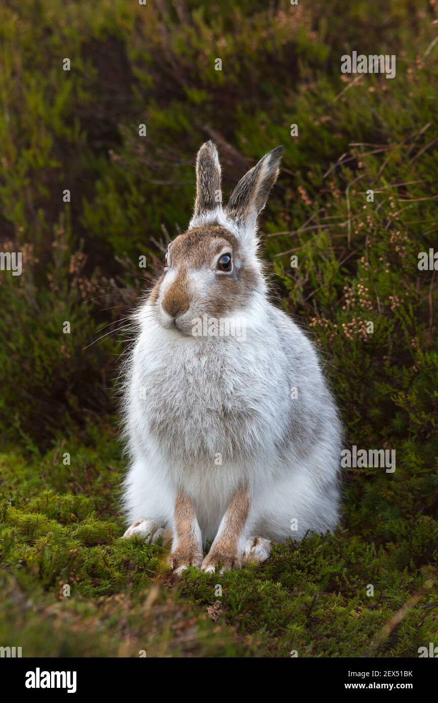 Schneehase (Lepus Timidus) im Winter Mantel, Schottisches Hochland, Schottland, UK Stockfoto